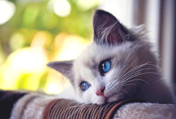 sad-kitten